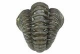Wide Enrolled Flexicalymene Trilobite - Mt Orab, Ohio #211553-2